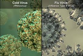 cold and flu virus picture