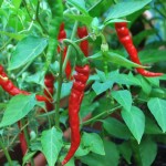 cayenne_peppers2-1024x685